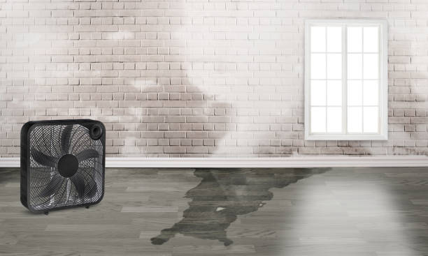 Best Local water damage restoration  in Jacksonvle, IL